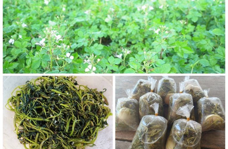 เกษตรกรยึดอาชีพปลูกผักเสี่ยน 18 ปี สร้างรายได้สู่ครอบครัว