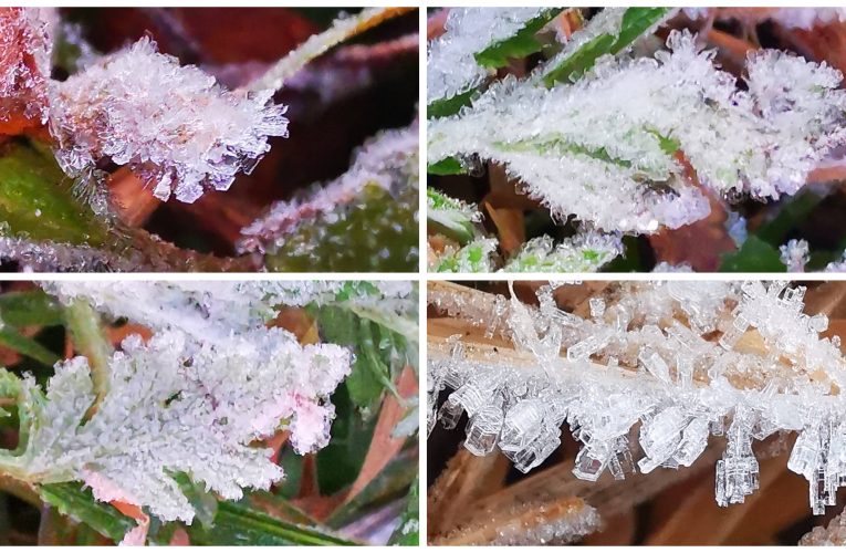 อากาศหนาว อุณหภูมิ ต่ำสุุด 4 องศา อุณหภูมิยอดหญ้า 0.6 องศา เกิดเหมยขาบต่อเนื่อง ครั้งที่ 17 แล้ว และน้ำค้างแข็งเกาะยอดหญ้า ดอกหญ้าที่ กม. 46 ก่อนถึงยอดดอย 1 กิโล นักท่องเที่ยวยังคงคึกคัก