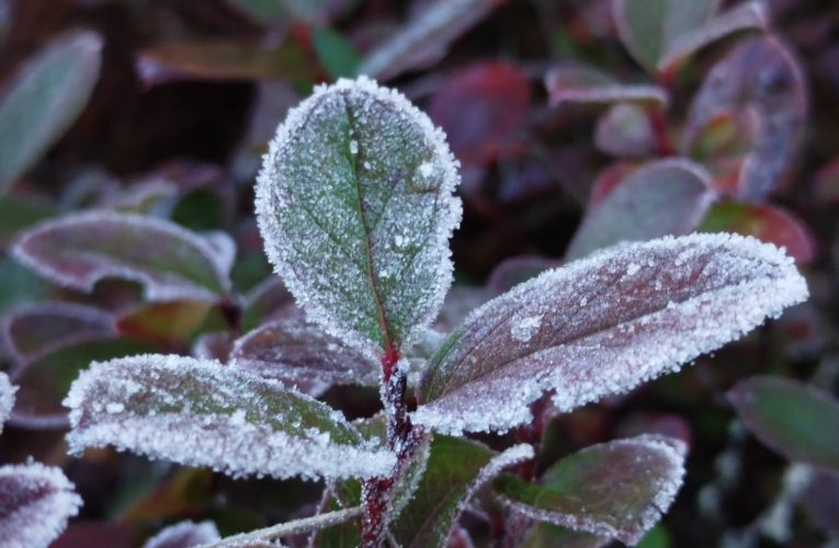 อากาศหนาวที่ดอยอินทนนท์ อุณหภูมิต่ำสุด 3 องศา ยอดหญ้าติดลบ -0.4 องศา และ -2.2 องศา เหมยขาบ ,น้ำค้างแข็ง ทะเลหมอกสุดสวยงาม เผย 5 อันดับอุทยานฯ เมื่อ วันที่ 1 มค 69 ในเชียงใหม่-ลำพูน ที่มีคนเที่ยวเยอะสุด ดอยอินทนนท์ แชมป์