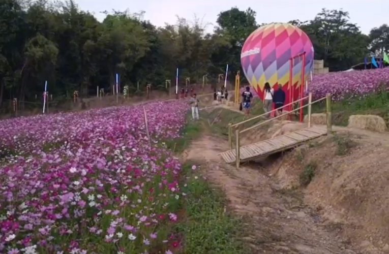 ชัยภูมิ นักท่องเที่ยวแห่ชม“ทุ่งคอสมอส”คึกคักแน่นทุ่งปี69