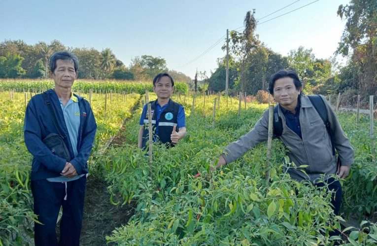 พาณิชย์แพร่ !!! ลงพื้นที่ติดตามสถานการณ์พริกในเขตพื้นที่จังหวัดแพร่