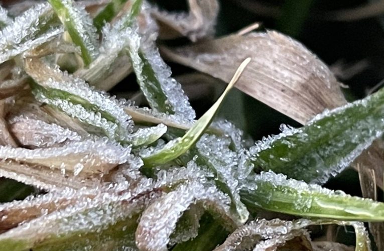 อากาศหนาวต่อเนื่อง อุณหภูมิต่ำสุด 3 องศา ยอดหญ้าติดลบ 0.1 องศา เกิดเหมยขาบต่อเนื่องเป็นครั้งที่ 32 แล้ว นักท่องเที่ยวคึกคักได้บันทึกภาพเหมยขาบ ,สัมผัสอากาศหนาว ชมแสงอาทิตย์ยามเช้า ทะเลหมอก