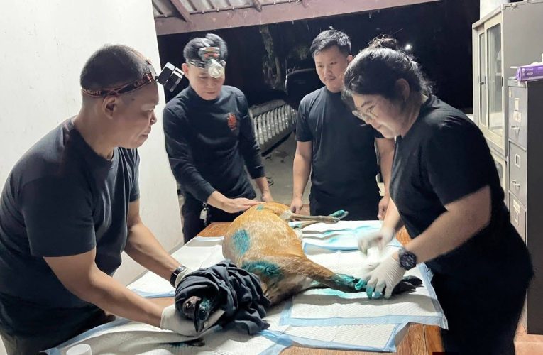 ช่วยเหลือเก้งน้อยพลัดหลง