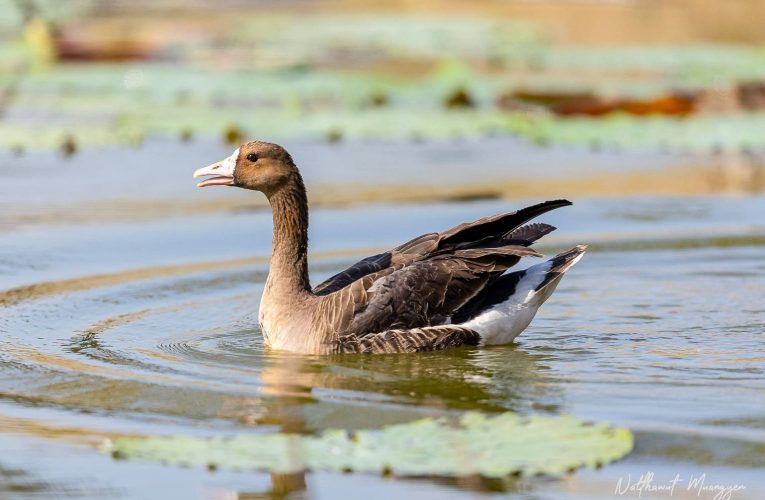 ชาวบ้านตำบลบ้านกร่างตื่นตา หลังพบเป็ดหน้าผากขาวใหญ่ จากกรีนแลนด์ บาดเจ็บช่วยกันดูแลนานกว่า 1 สัปดาห์ จนสามารถปล่อยคืนสู่ธรรมชาติ บึงแม่ระหัน