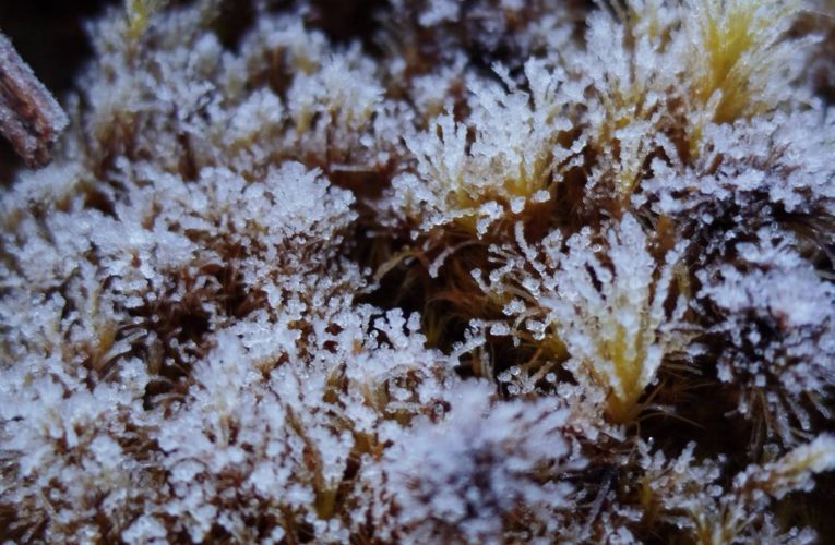 อากาศหนาวต่อเนื่อง อุณหภูมิต่ำสุด 3 องศาที่ กิ่วแม่ปาน ดอยอินทนนท์ อุณหภูมิยอดหญ้าติดลบ -4.0 ,-0.3 องศา เกิดเหมยขาบเกาะแผ่นไม้ขาวโพล