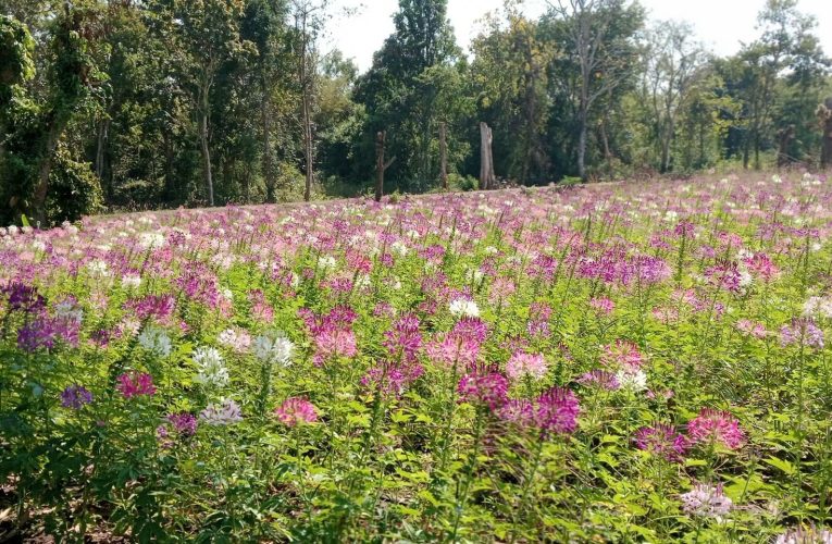 เทศบาลทุ่งยั้ง อำเภอลับแลจังหวัดอุตรดิตถ์ สร้างจุดเช็คอินทุ่งดอกผักเสี้ยนฝรั่ง สถานที่ท่องเที่ยวใหม่