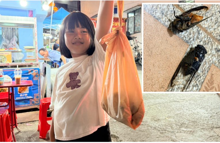 ยะลาฤดูจับจักจั่นเบตงมาถึงแล้วแห่จับสร้างรายได้ 2 ปีครั้ง