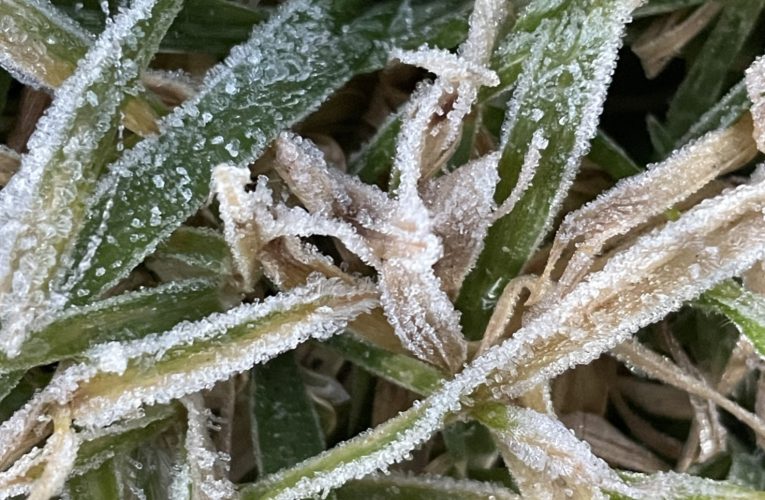 อากาศหนาวยะเยือก ต่อเนื่อง อุณหภูมิต่ำสุด 1 องศาที่ยอดดอย,กิ่วแม่ปาน บนดอยอินทนนท์ ยอดหญ้าติดลบ -2.4 องศาและ ติดลบ -0.1 องศา เกิดเหมยขาบบนแผ่นบ้านหลายจุดโดยเฉพาะแผ่นไม้ลานจุดชมวิวเส้นทางศึกษาธรรมชาติ กิ่วแม่ปาน เหมยขาบเกาะแผ่นไม้เต็มรวมทั้งราวไม้ นักท่องเที่ยวเดินเหยียบแผ่นไม้เป็นรอยเห็นชัดหนาวสุดสุด