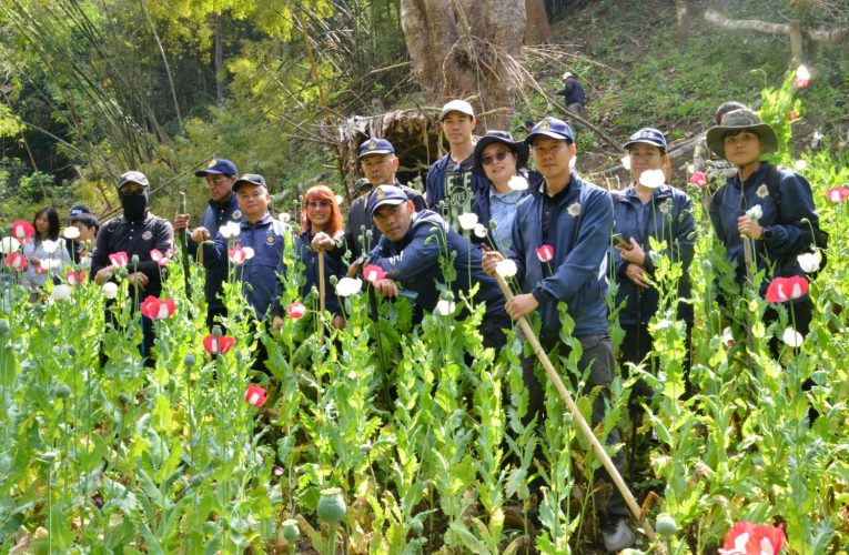 รองเลขาธิการ ป.ป.ส. เข้มลุยนำกำลังเข้าตัดทำลายไร่ฝิ่นกลางป่า อำเภอปาย