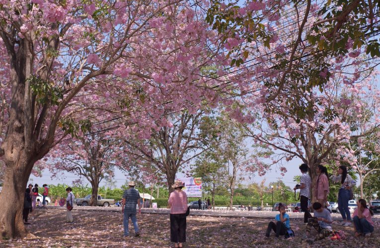 ข่าว เริ่มบานสะพรั่งแล้ว “ชมพูพันธุ์ทิพย์” ถนนอุโมงสีชมพู