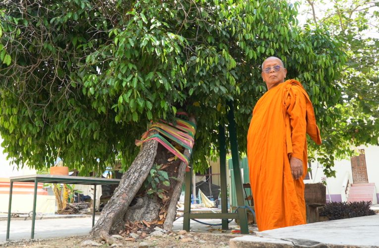 อึ้งพบต้นพิกุลโบราณอายุกว่า 100 ปี มีแต่เปลือกนอก