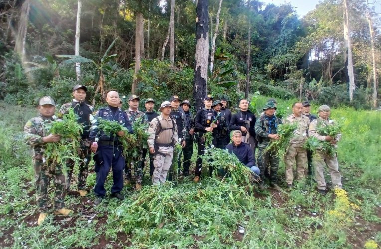 ตัดฝิ่นหนองผาจ้ำ