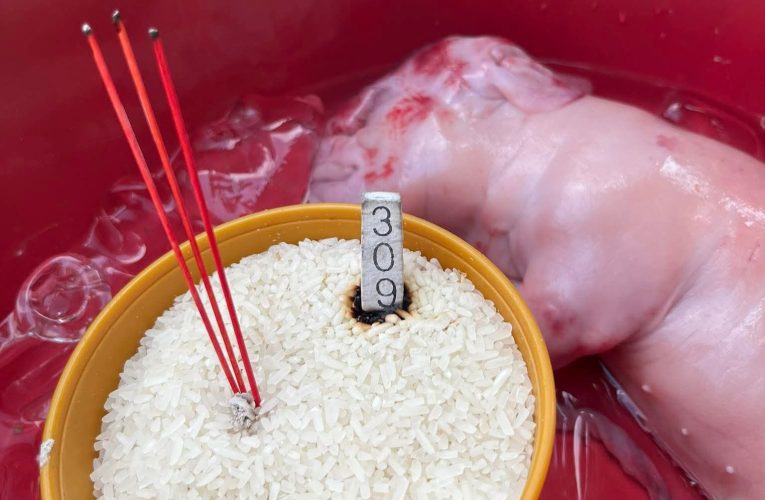 สุรินทร์-ฮือฮา! ประหลาดหมูตกลูก มีงวง ใบหูใหญ่คล้ายช้าง เชื่อ ‘พระพิฆเนศ’ มาให้โชค