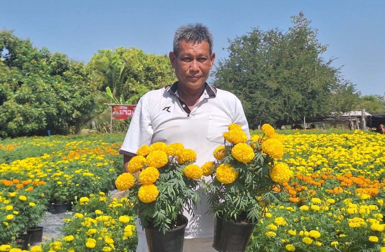 มุกดาหาร ชาวบ้านปลูกดาวเรืองสร้างรายได้ในช่วงตรุษจีน