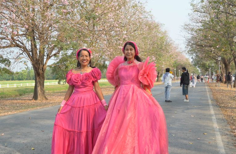 วันตรุษจีน ปชช. แห่ชมดอกชมพูพันธุ์ทิพย์บานสะพรั่ง