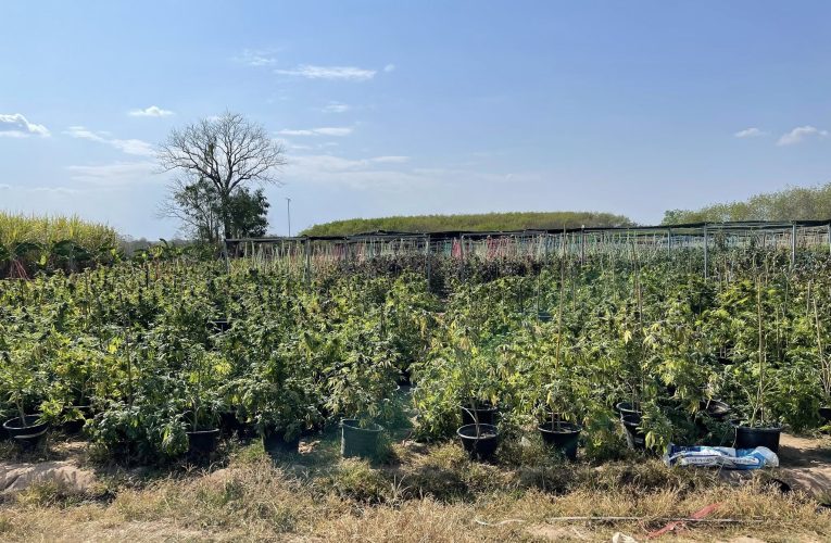 หนองบัวลำภู หมอใหญ่ สสจ.หนองบัวลำภูตั้งโต๊ะแถลงข่าวกรณีสั่งพักใช้ใบอนุญาตผู้ประกอบการฟาร์มปลูกกัญชา ให้จำหน่ายหรือแปรรูปสมุนไพรควบคุมเพื่อการค้า (กัญชา) ไม่ปฏิบัติตามเงื่อนไขตามประกาศ กระทรวงสาธารณสุข เรื่องสมุนไพรควบคุม หลังส่งกลิ่นจนทำให้เด็กและชาวบ้านในพื้นที่แพ้กลิ่นกัญชา หามกันเข้าโรงพยาบาล