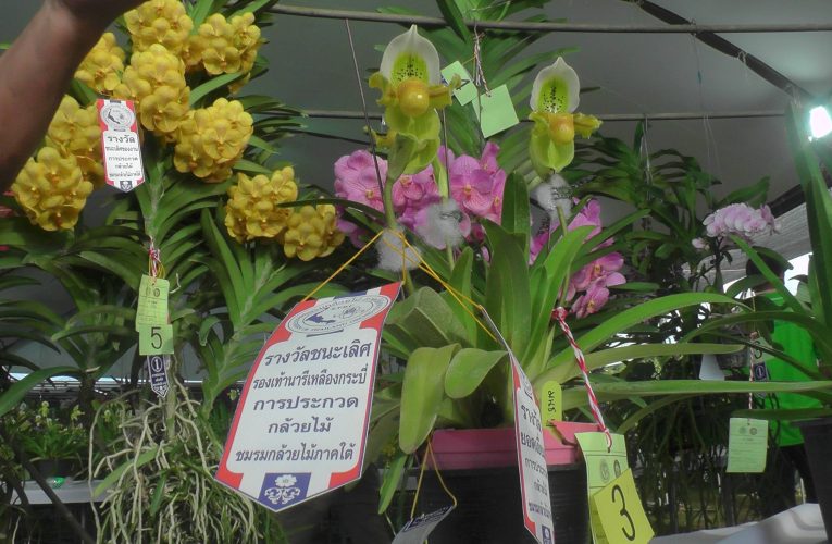 องค์การบริหารส่วนจังหวัดเชิญชมการประกวดกล้วยไม้รองเท้านารีเหลืองกระบี่และพืชกินแมลงที่ปลูกเลี้ยงในไทยงานเกษตรแฟร์และโอท๊อปกระบี่ 20 – 26 กุมภาพันธ์นี้