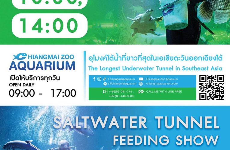 กลับมาตามคำเรียกร้อง! เชียงใหม่ซู อควาเรียม เปิดไฮไลต์เด็ด “โชว์ให้อาหารปลาใต้อุโมงค์” จัดเต็มวันละ 4 รอบ สัมผัสโลกใต้ทะเลแบบใกล้ชิด