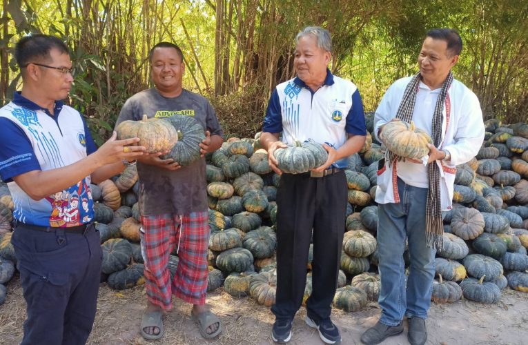 สกลนคร เกษตรกรโอดครวญราคาฟักทองตกต่ำกิโลกรัมละ 5 บาท