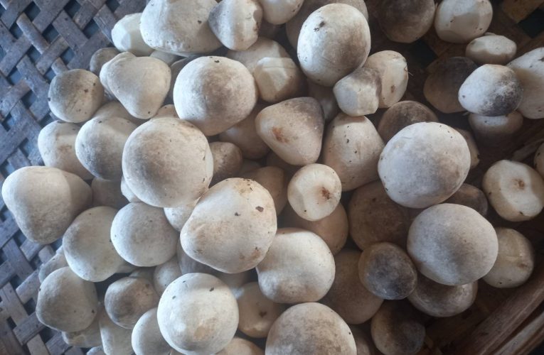 การฝึกอาชีพ “การเพาะเห็ดฟางในตะกร้า”