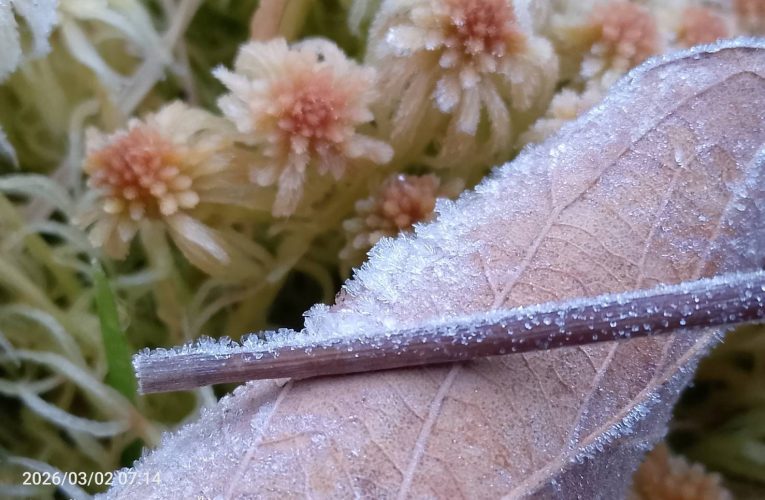 อากาศหนาวอีกครั้งอุณหภูมิลดลง ต่ำสุด 4 องศา อุณหภูมิยอดหญ้าติดลบ -0.3 องศา เกิดเหมยขาบข้างทางและเส้นทางศึษาธรรมชาติอ่างกา และน้ำค้างแข็งเกาะยอดหญ้าหลายจุด