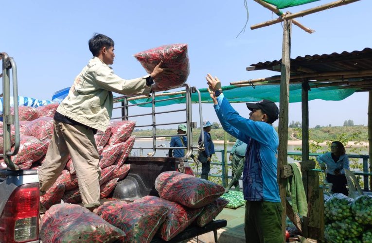 เกษตรกรโอดหลังผลผลิตพริกบนเกาะดอนต่ำกลางแม่น้ำโขง ตกต่ำ เพียง กก.ละ 25 บาท ไม่คุ้มการลงทุน