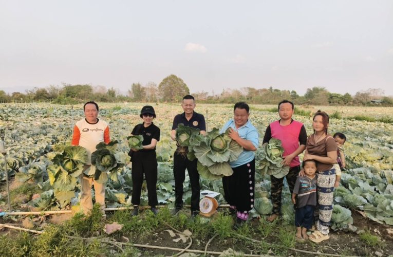 พาณิชย์แพร่ !!! เชื่อมโยงตลาดกะหล่ำปลี ช่วยเกษตรกรระบายผลผลิต สร้างเสถียรภาพราคา