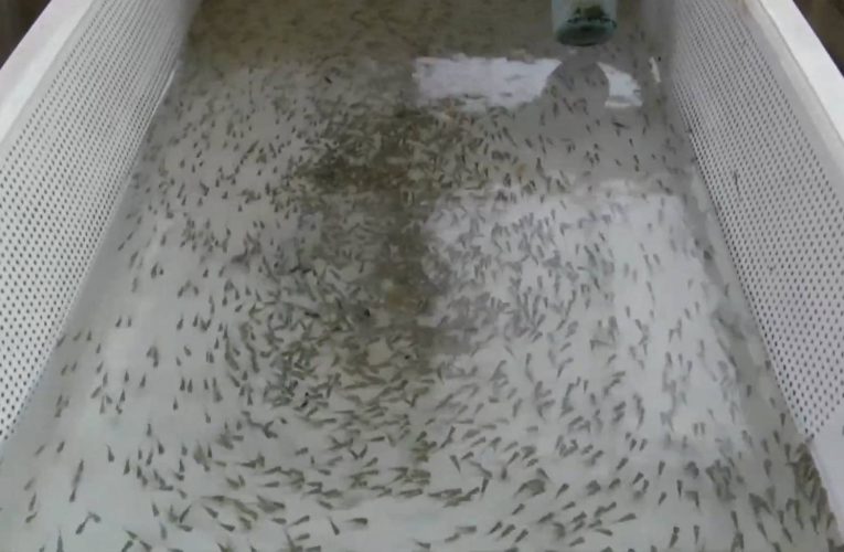 สกลนคร ประมงเพาะพันธุ์สัตว์น้ำแจกจ่ายแหล่งน้ำ 12 ล้านตัว