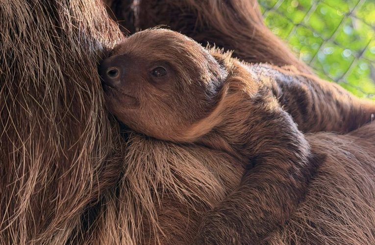 สวนสัตว์เปิดเขาเขียวอวดโฉมลูกสลอธสองนิ้ว