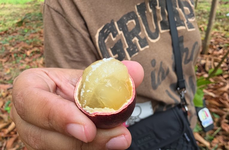 เกษตรกรชาวระยอง ประสบความสำเร็จปลูกลำไยคริสตัส ผลไม้แปลกกลิ่นทุเรียน ชี้เป็นผลไม้เศรษฐกิจใหม่ให้ราคาดี กก.ละ 500 บาท