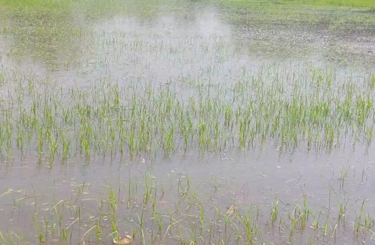 เกษตรกรทำนาเดือดร้อนราคาน้ำมันแพงหาซื้อได้จำกัดไม่พอใช้