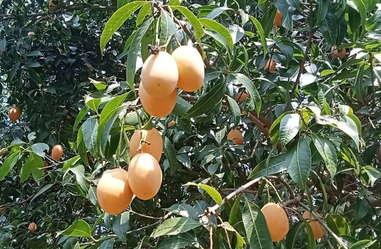 ชัยภูมิยายวัย70สู้ชีวิตพลิกผืนที่ดินแห้งแล้งหันทำสวน ปลูกมะยงชิดขายรายได้ดีเจ้าแรกที่ อ.เทพสถิต จ.ชัยภูมิ