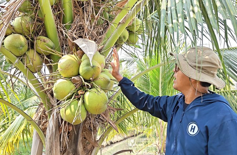 สุพรรณบุรีมะพร้าวน้ำหอมราคาตกต่ำเจ้าของสวนวอนรัฐบาลเร่งแก้ปัญหาน้ำมันปุ๋ยยาแพง