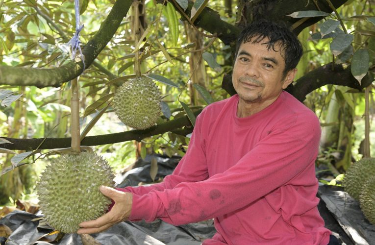 นนทบุรี-เทศบาลเมืองไทรม้าขอเชิญเที่ยวงานทุเรียนนนท์ สวนไทรม้า ครั้งที่ 3