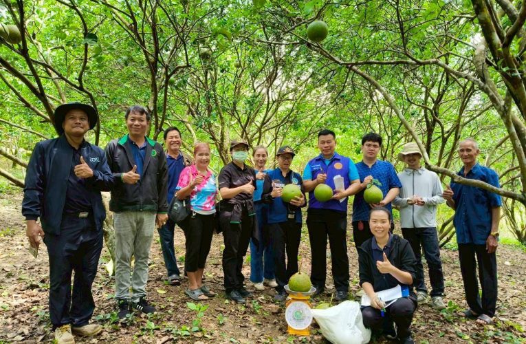 พาณิชย์แพร่ !!! ร่วมลงพื้นที่ตรวจสอบคุณภาพและแหล่งที่มาของสิ่งบ่งชี้ทางภูมิศาสตร์”ส้มโอขาวน้ำผึ้งเมืองลอง”