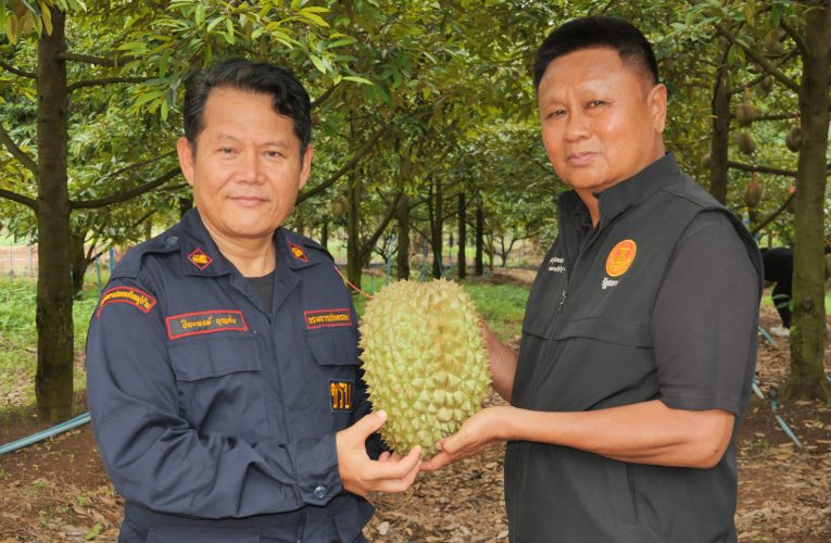 ปิยะพงษ์ นายอำเภอนาวัง นำสื่อมวลชนบุกสวนทุเรียนสายพันธุ์ภูเขาไฟรุ่นแรก