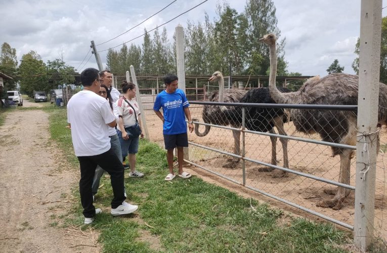นกกระจอกเทศ สัตว์เศรษฐกิจ ทางเลือกที่ให้ผลคุ้มค่าเกษตกร ศึกษาสู่การพัฒนาที่ดินเพิ่มรายได้