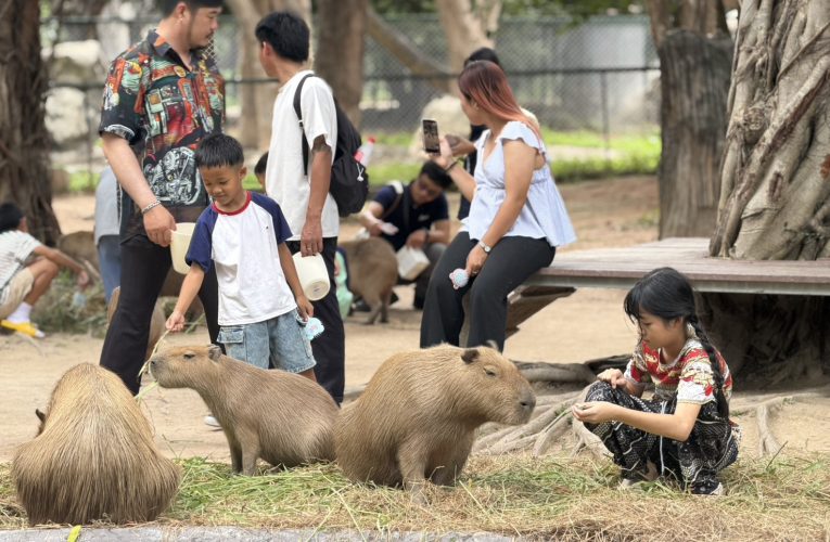 สุดทึ่ง! สวนสัตว์เชียงใหม่สร้างกิจกรรมใหม่ “เกาพุงคาปิบารา” สร้างความสุข อบอุ่นทั้งคนและสัตว์ นักท่องเที่ยวหนาแน่นช่วงหยุดยาว3วัน