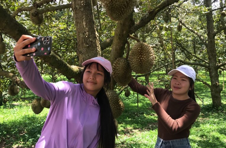 ชัยภูมิทุเรียนโอโซนออร์แกนิคหนึ่งเดียวในชัยภูมิอร่อยเด็ด