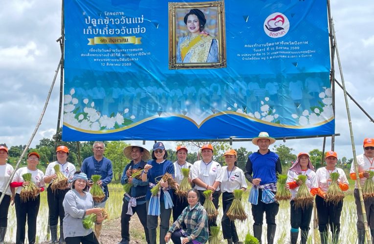 จิตอาสาบึงกาฬรวมพลัง ลงแขกดำนา “ดำนาวันแม่ เกี่ยววันพ่อ” สืบสานวิถีเกษตรไทย สร้างพลังสามัคคีชุมชน