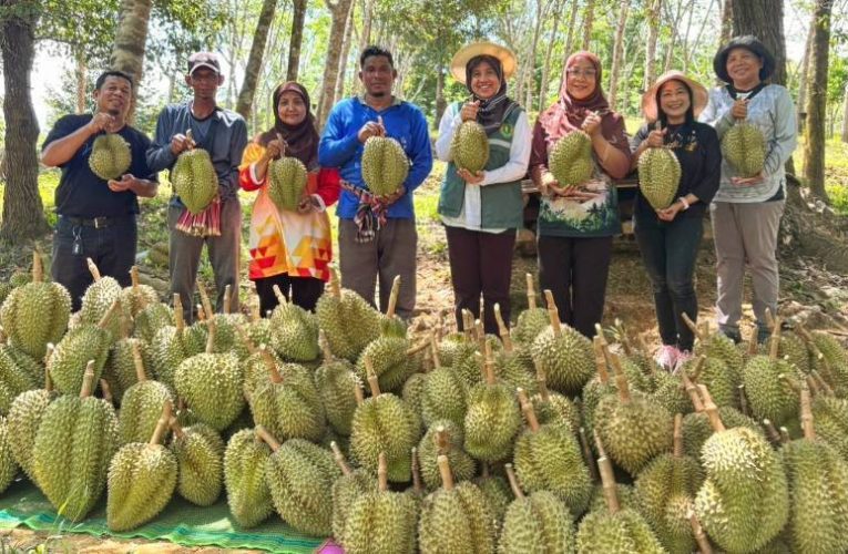 สวนทุเรียน “มือใหม่” บนเนื้อที่ 5 ไร่ ที่ ต.บาโงสะโต อ.ระแงะ จ.นราธิวาส เก็บเกี่ยว “หมอนทอง” ครั้งแรก ผลผลิต 600 กก. พ่อค้าคนกลางรับเหมาเกลี้ยง