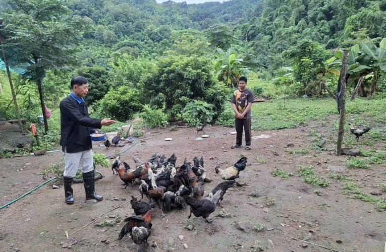 ส่งเสริมเลี้ยงไก่ดำ