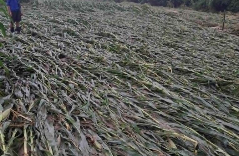 เกษตรกรบ้านหนองแห้งประสบภัย