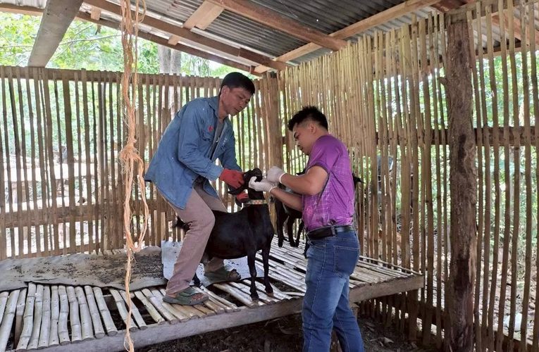 มุกดาหาร สำนักงานปศุสัตว์ ส่งเสริมการเลี้ยงแพะของเกษตรกร