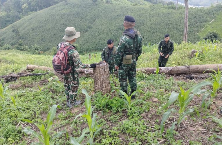 สนธิกำลัง!! ขับเคลื่อนนโยบาย “ทส.1 เดียว” ลุยตรวจยึดพื้นที่ป่าต้นน้ำไชยปราการ สกัดกั้นนายทุนบุกรุกปลูกขิง