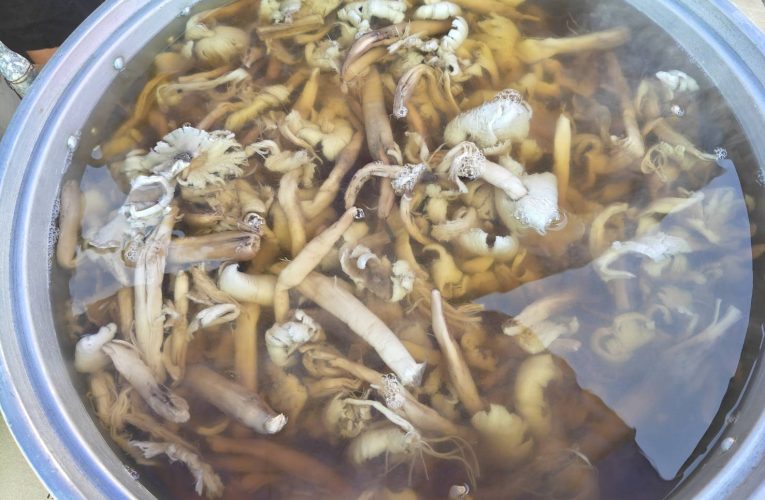 ราชาเห็ดธรรมชาติออกแล้ว! เห็ดโคนกำแพงเพชรคึกคัก คนต่างจังหวัดแห่ซื้อคนละเป็นสิบกิโล ทำเห็ดโคนดองเก็บได้นานเป็นปี