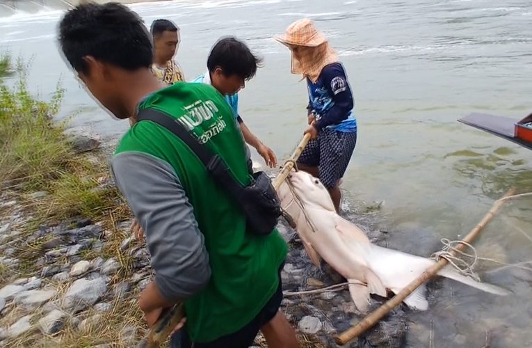 ข่าว…เขื่อนป่าสักยังระบายน้ำที่เกินพบนักตกปลามาหาปลากันเพียบ