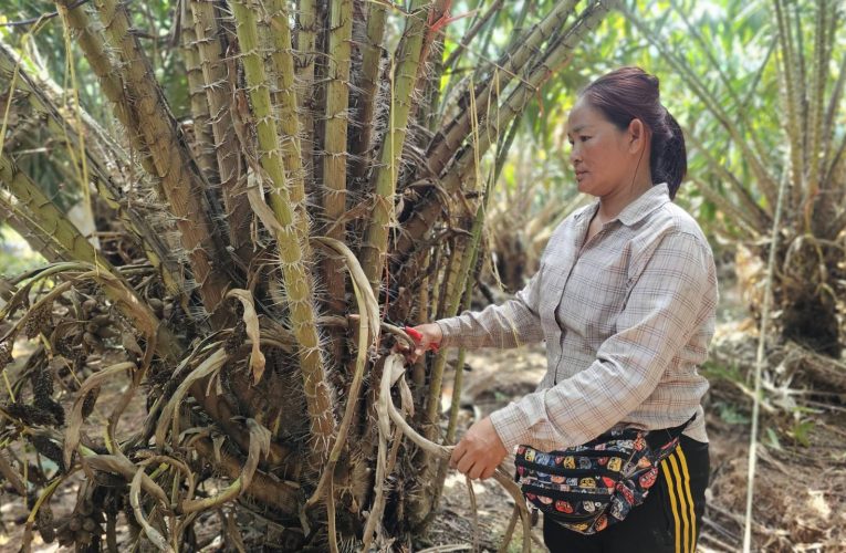 สวนสละกว่า 11 ไร่ ในอำเภอท่าใหม่ จังหวัดจันทบุรี ถูกน้ำท่วมสูงเกือบ 2 เมตร ผลผลิตเสียหายหนัก ต้องใช้เวลาฟื้นฟูต้นนานประมาณ 1 ปี ขณะที่เจ้าของสวนสะท้อนความกังวลทั้งภาระต้นทุน รายได้ที่หายไป และสภาพจิตใจของเกษตรกรหลังน้ำลด ผลกระทบจากสถานการณ์น้ำท่วมในจังหวัดจันทบุรียังคงทิ้งความเสียหายไว้กับเกษตรกรจำนวนมาก แม้ระดับน้ำในหลายพื้นที่จะลดลงแล้ว โดยที่หมู่ 5 ตำบลเขาแก้ว หมู่บ้านแพ่งหน้าผาล่าง อำเภอท่าใหม่ จังหวัดจันทบุรี สวนสละอายุกว่า 8 ปี เนื้อที่กว่า 11 ไร่ ของ “ครูจุ๋ย” นางสมทรง บุญช่วย อดีตครูเกษียณราชการ ได้รับความเสียหายอย่างหนักหลังถูกน้ำท่วมสูงเกือบ 2 เมตร และมีน้ำท่วมขังนานเกือบ 5 วัน