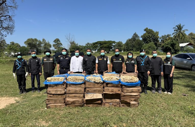 มุกดหาร กระทรวงเกษตรและสหกรณ์ บูรณาการทำลายซากสัตว์ของกลาง 860 กิโลกรัม