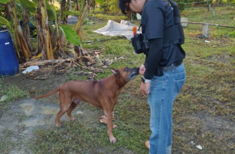 ตำรวจชุดปฏิบัติการภูธรภาค 5ใช้วิธีการแยบยลให้อาหารหมาหลังอานจนเชื่องก่อนบุกเข้าตรวจค้นบ้านหนุ่มใหญ่วัย 50 ปีสักรอบผลิตปืนเถื่อนขายทางออนไลน์